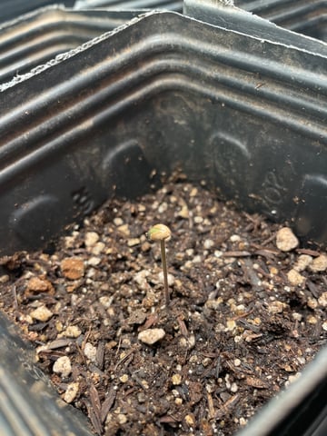 Blueberry — germination, day 3