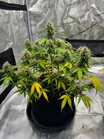 First Grow — flower, day 75