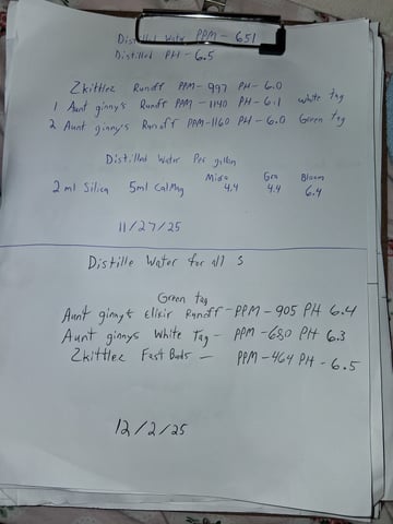 Lemon Cherry Cookies, Purple Haze and Strawberry Gorilla Grows — flower, day 80