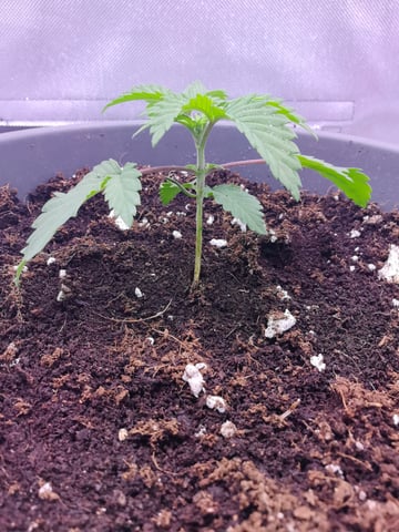 First grow in first set up — seedling_rooting, day 31