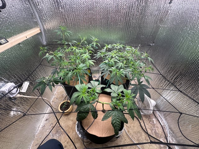 trying some bag seeds — flower, day 32