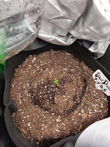 My Second Indoor — grow_setup, day 1