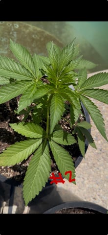 Forbidden Fruit — vegetative, day 40