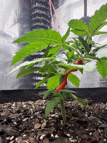 Gorilla Cookies 2nd Try — vegetative, day 29