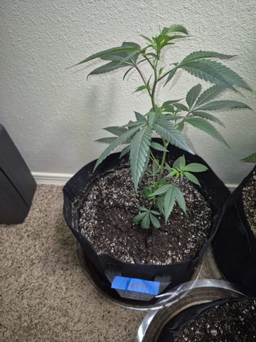 Another Clone  — vegetative, day 1