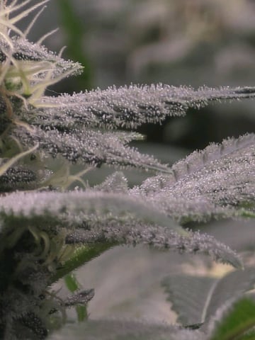 Dirty Bird - Thousand Island Fem & Platinum Kush Breath Remix x Grape Cakehead Fem Photo  — flower, day 92