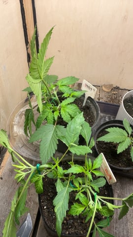 Ak-47 (Fast Verison) and pine Auto  — vegetative, day 26