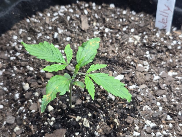 Autos AGAIN — vegetative, day 16