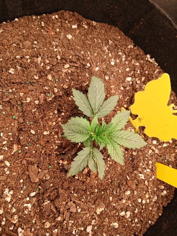 Lsd25, Dosido,GDP All Autos. — grow_setup, day 16