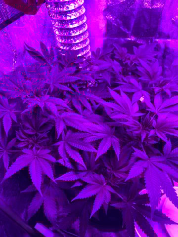 Amnesia Haze (First Ever Grow) — vegetative, day 60