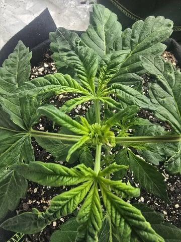 Autos AGAIN — vegetative, day 26