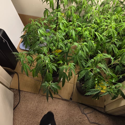 Blue Dream Clones — vegetative, day 23