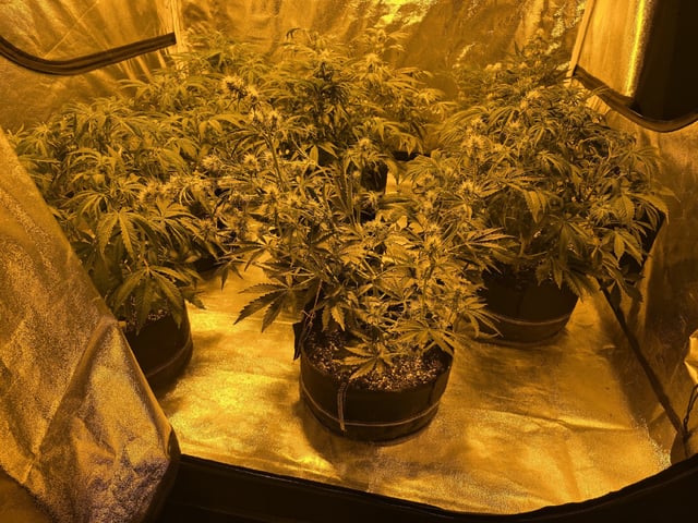 Autos AGAIN — flower, day 48