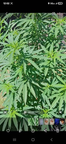 first auto flower grow...royal queen seeds purple matic — seedling_rooting, day 10