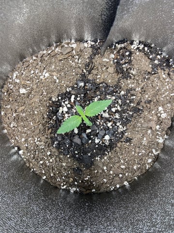  Tropicana Cherry  — seedling_rooting, day 8