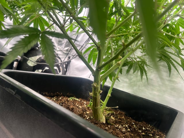 zunami s1 grounded genetics  — vegetative, day 33