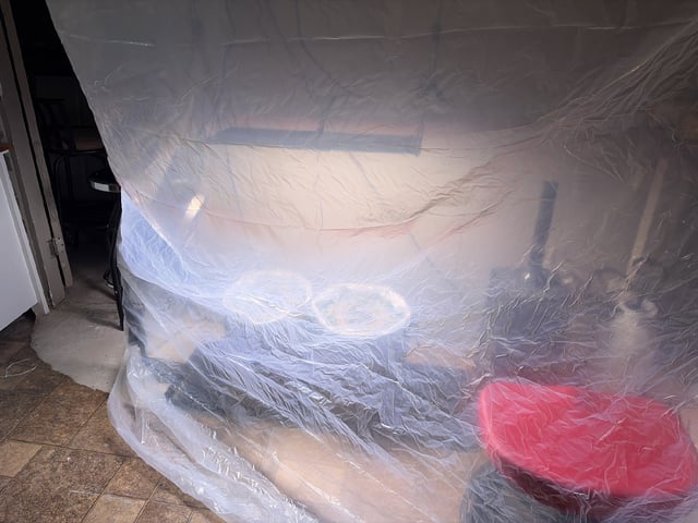 510 First Run! — seedling_rooting, day 8