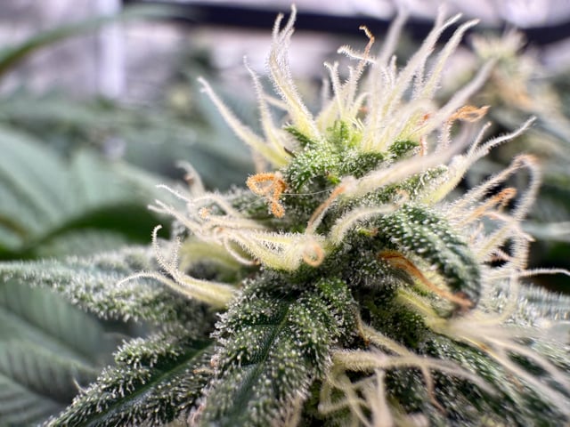 Green Gelato — flower, day 83