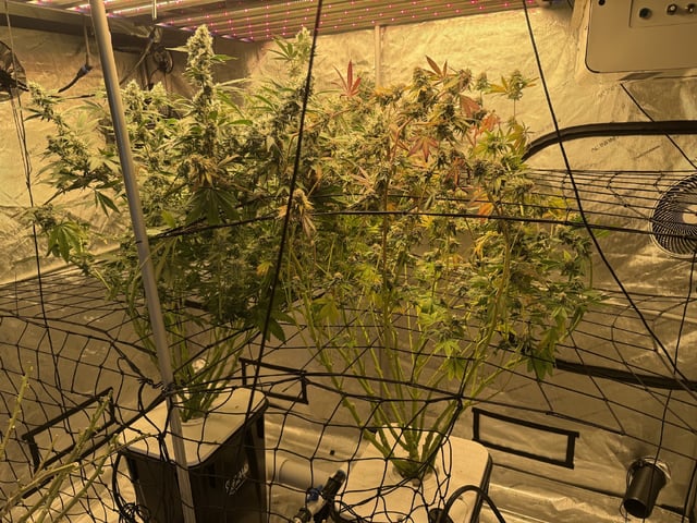 Start over! — flower, day 109