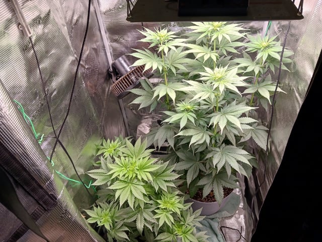 Gorilla Sherbert Feminized From Blimburn Seeds 