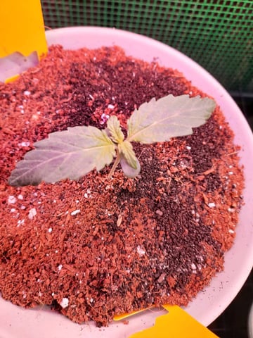Blackberry kush — seedling_rooting, day 13