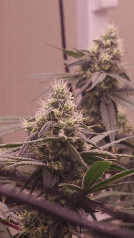 DNA Genetics Kosher Cookies rockwool run round 2 — flower, day 79