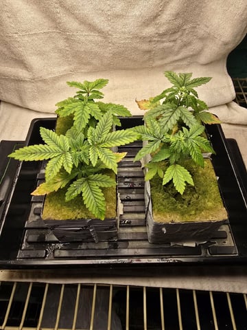 Dr. Sleep — vegetative, day 59