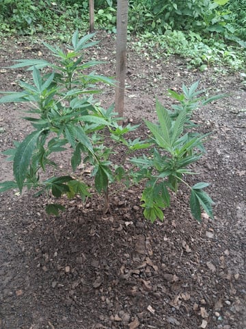 My First Grow