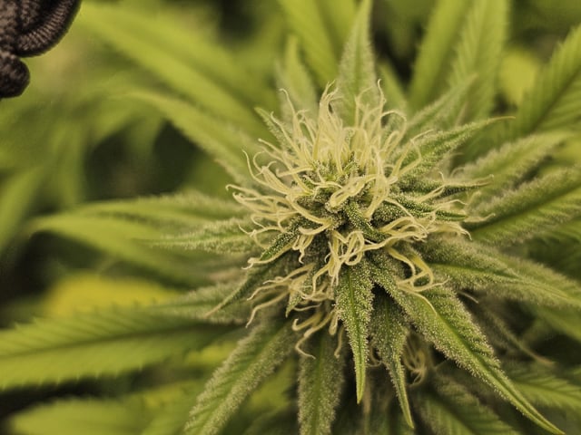 Dwc & Soil Run.  — flower, day 76