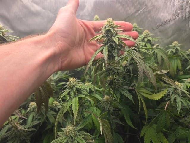 First Grow — flower, day 91