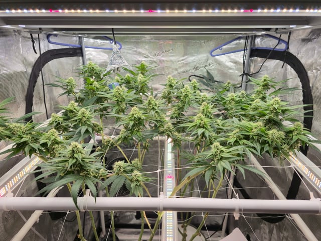 Grow 3 — flower, day 35