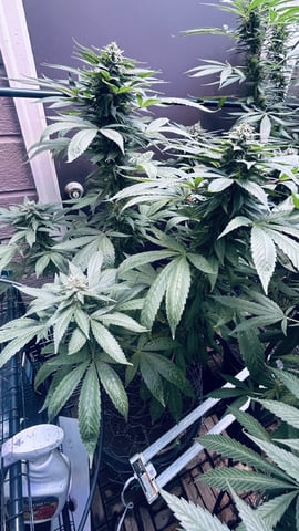 first indoor tent grow — flower, day 190