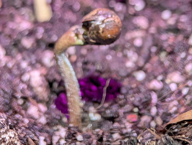 Auto Night Queen  — seedling_rooting, day 3