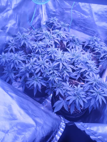 3 in flower — vegetative, day 18