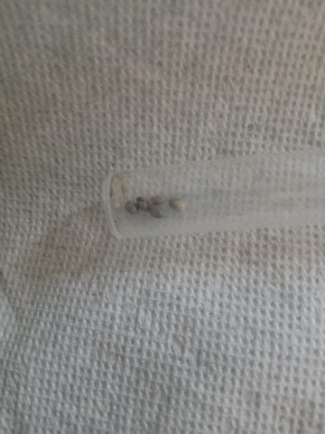 veve — grow_setup, day 2