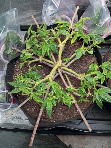 Purple Plum Perfect 💜 & 2 Grape Runtz 🍇 Mainlining garden.  — vegetative, day 132