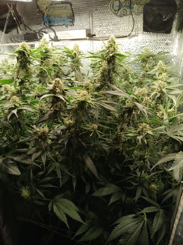 son of a peach 1 — flower, day 32