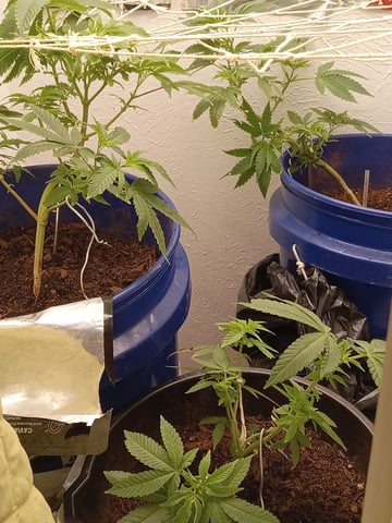 closet grow for veg with a.c infinity air intake fan .With no carbon filter just suction,and spider farmer sf 7000.Then a spider farmer sf tent 4×4×6.5with a G1500 l.e.d from spiderfarmer and spider farmer 6inch clip oscalating fan. — vegetative, day 19