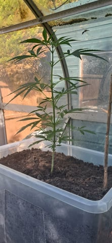 1st grow (green house)(natural) — vegetative, day 18