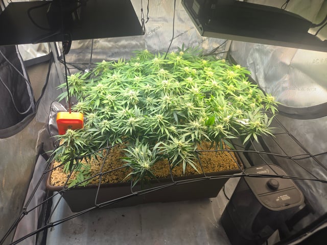 White rhino — flower, day 74