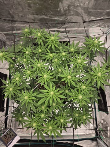  Insane OG — flower, day 99