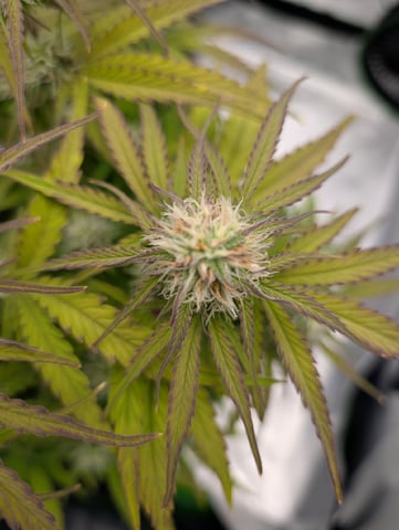 Titan F1 grow  — flower, day 59