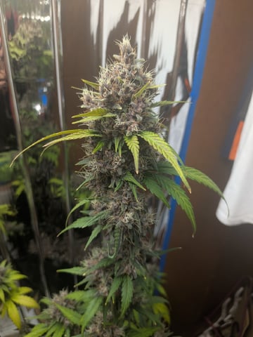 Mendo Frost / Gorilla Cookie / Banana Purple Punch  — flower, day 71