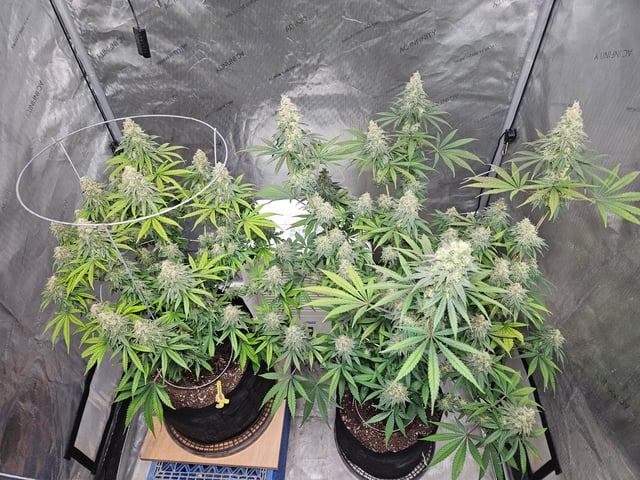 BLACKCHERRY SHERB — flower, day 78