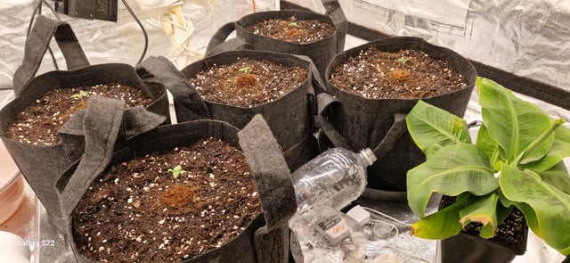 ROUND 1 — seedling_rooting, day 1