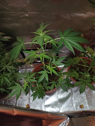 aurora auto — flower, day 76