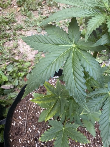 Rc Exotics — vegetative, day 38