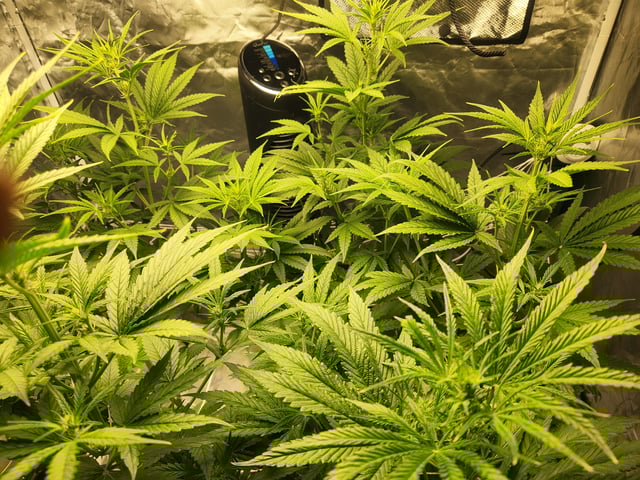 Sour Diesel (started Aug 30th 2025) — flower, day 59