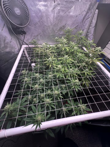 3rd grow  — flower, day 84