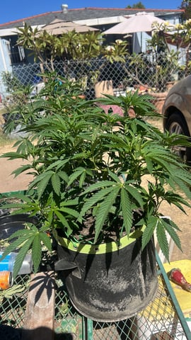 Apple fritter bag seed — flower, day 87